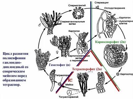 Схема красных водорослей