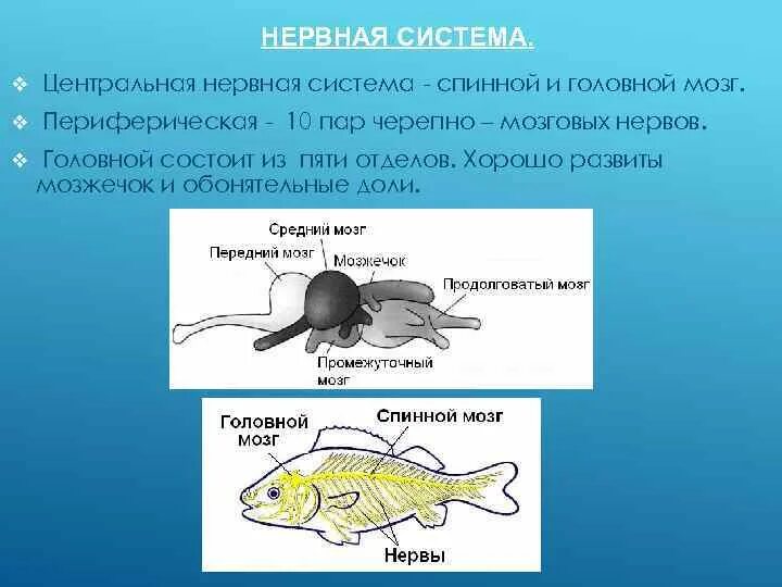 Рыбы биология нервная система. Нервная система рыб головной мозг. Головной мозг рыбы состоит из отделов. Нервная система костистых рыб. Появление головного мозга у рыб