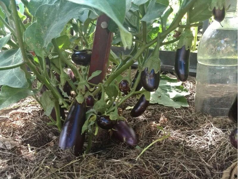 Посадка баклажан в открытый грунт. Грунте выращивание баклажанов в. Баклажан сорт андрюша. Баклажаны в теплице. Рассада баклажан в теплице.