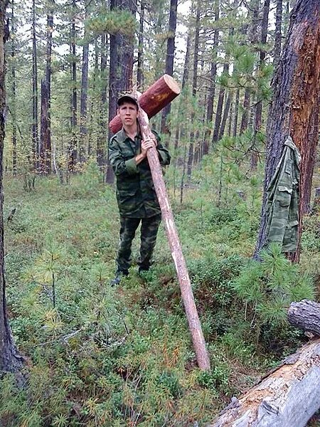 Колотушка для кедра. Колотушка для кедрового ореха. Колотушка для сбора кедровых шишек. Молот для сбивания кедровых шишек.