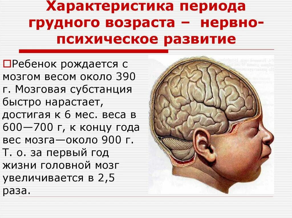 Головной мозг ребенка. Характеристика периода грудного возраста. Формирование мозга. Формирование головного мозга.