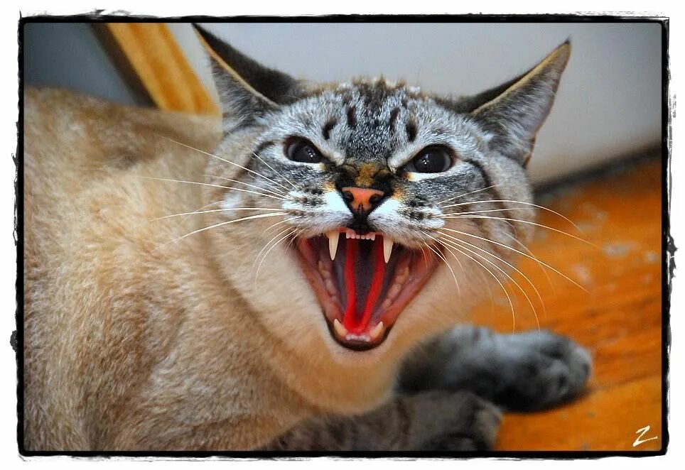 Звуки злых котов слушать. Агрессивный кот. Кошачий вой. Злой кот Мем. Агрессивный кот фото.