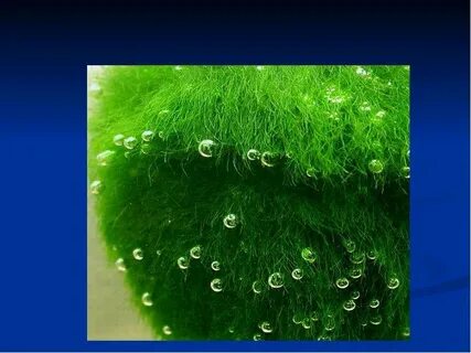 Сине зеленая водоросль 6