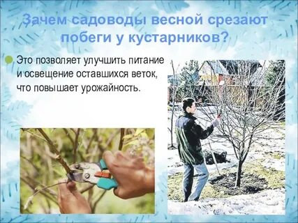 Почему садовник