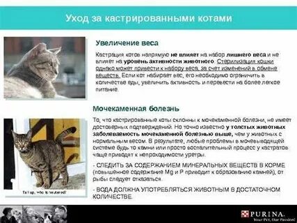 Причины кастрации