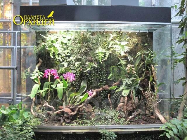 Орхидеи в аквариуме выращивание фото Орхидариум уютный "дом" для орхидей Orchid terrarium, Plants, Orchids