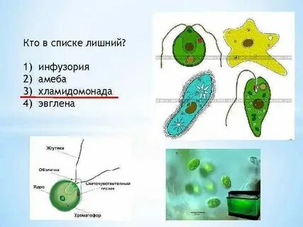 Амеба относится к эукариотам