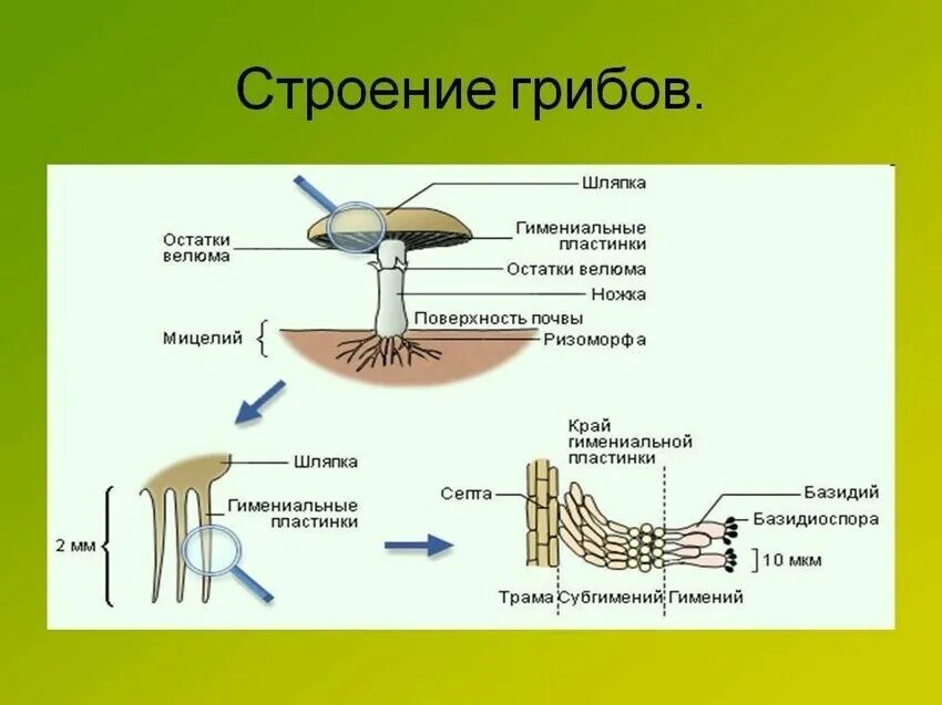 Строение шляпочного гриба мицелий. Строение шляпочного гриба строение. Строение гриба мицелий мицелий. Строение грибницы грибов.