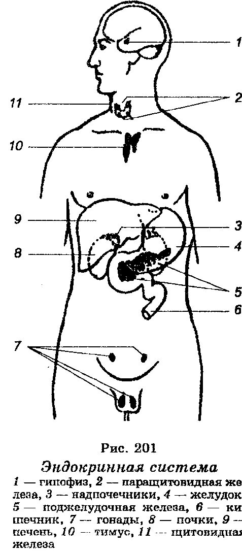 Эндокринные железы человека. Эндокринные железы схема. Эндокринные железы физиология человека схемы. Схема расположения эндокринных желез человека. Рисунок эндокринной системы человека