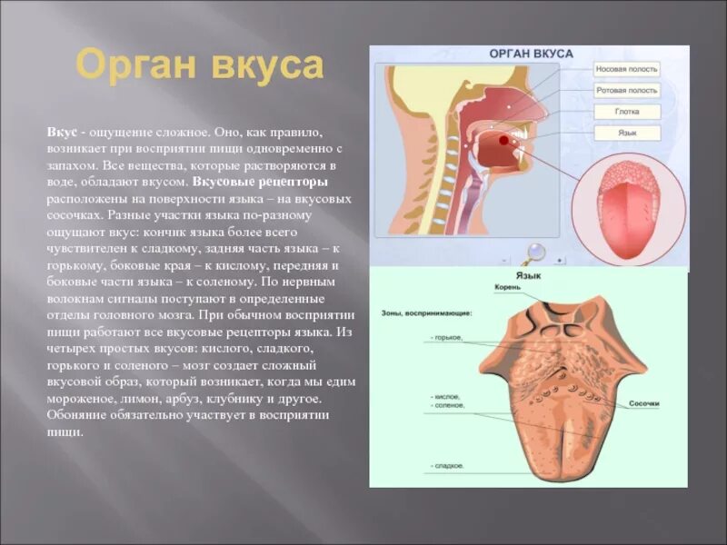 Язык описание органа. Вкусовые рецепторы. Вкусовые рецепторы на языке. Орган вкуса расположение.