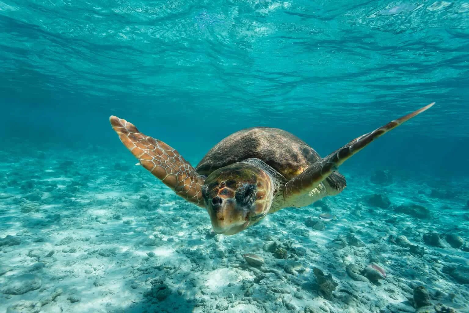 Why are beaches important for the loggerhead