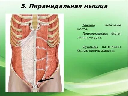 Белая линия живота анатомия