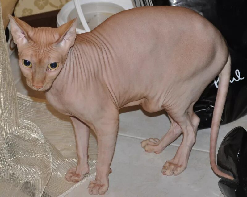 сфинкс петерболд. канадский сфинкс табби. канадский сфинкс бамбино котята. сфинкс (порода кошек). сфинкс канадский донской и петерболд.
