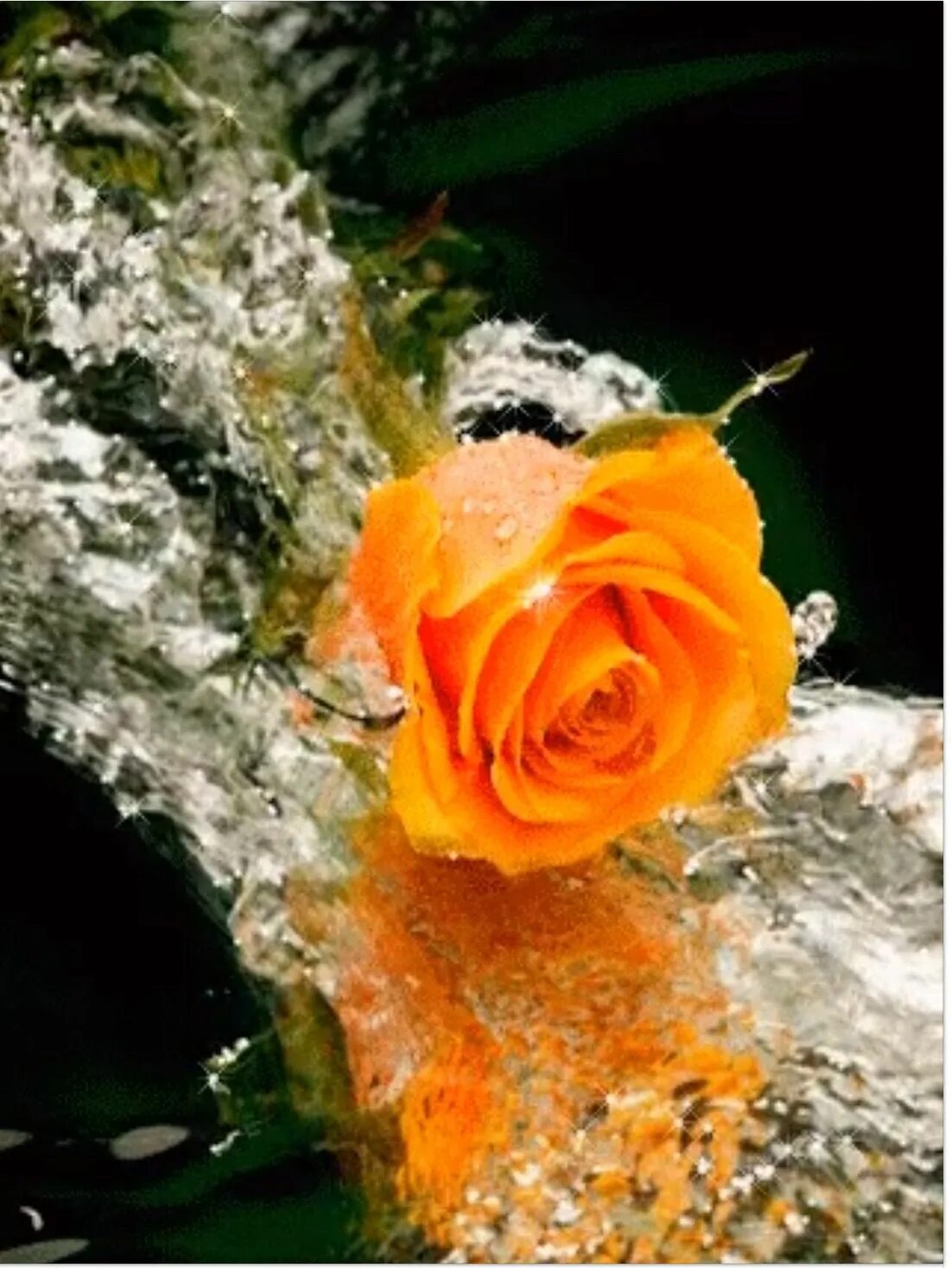 Просто отправить на телефон. Розы в воде. Красивые живые цветы. Красивые розы. Красивые розы в воде.