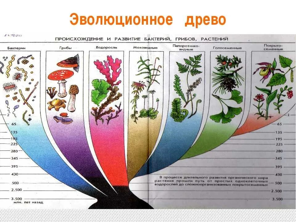 Эволюционное Древо растений схема. Эволюционное Древо растений биология 7 класс. Установите последовательность появление плодов