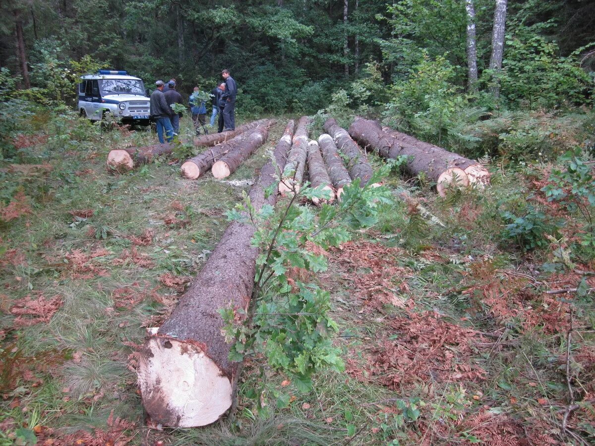 Ландшафтные рубки. Способы восстановления лесов после вырубки. Долина мехико обезлесение. Шишкин: «рубка леса», «рожь», «лесные дали». Восстановления и формирование леса после вырубки.