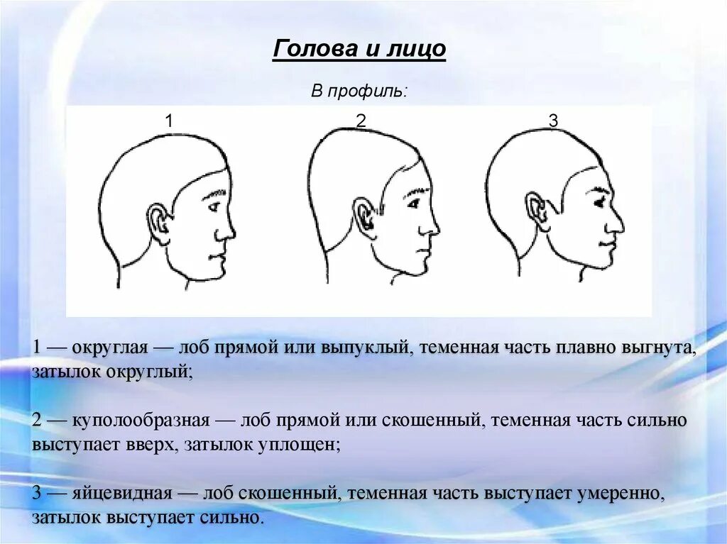 Округлая форма головы