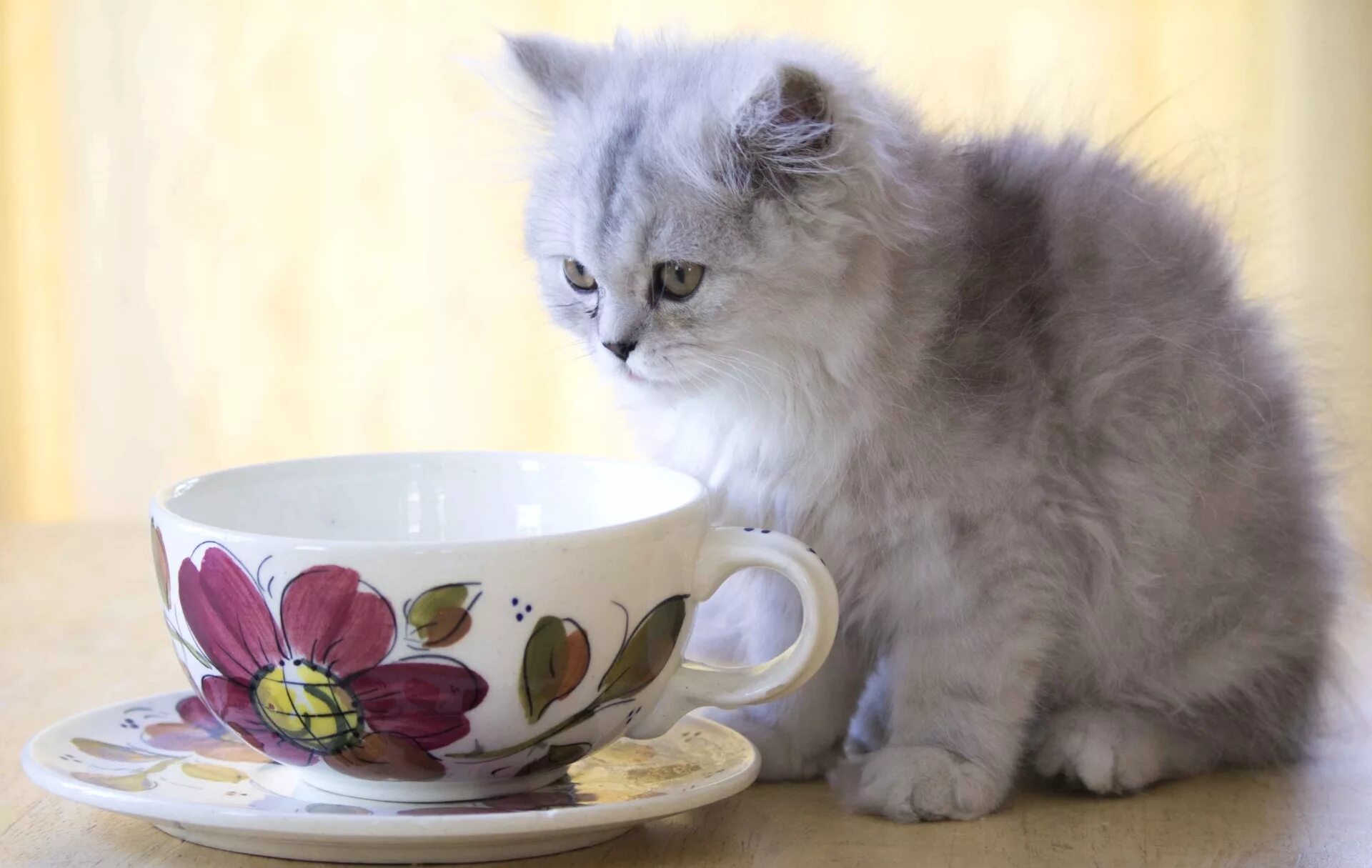 Коты красивые с добрым утром. Пушистые котята. Котенок в чашке. Котенок и чай. С добрым утром котики.