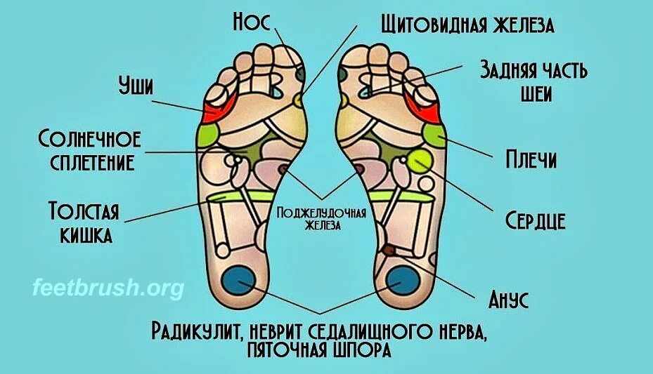 Точки на ногах. Точки на стопе. Рефлексогенные зоны стопы. Точки на стопе рисунок. Внутри класса количество ног непостоянно