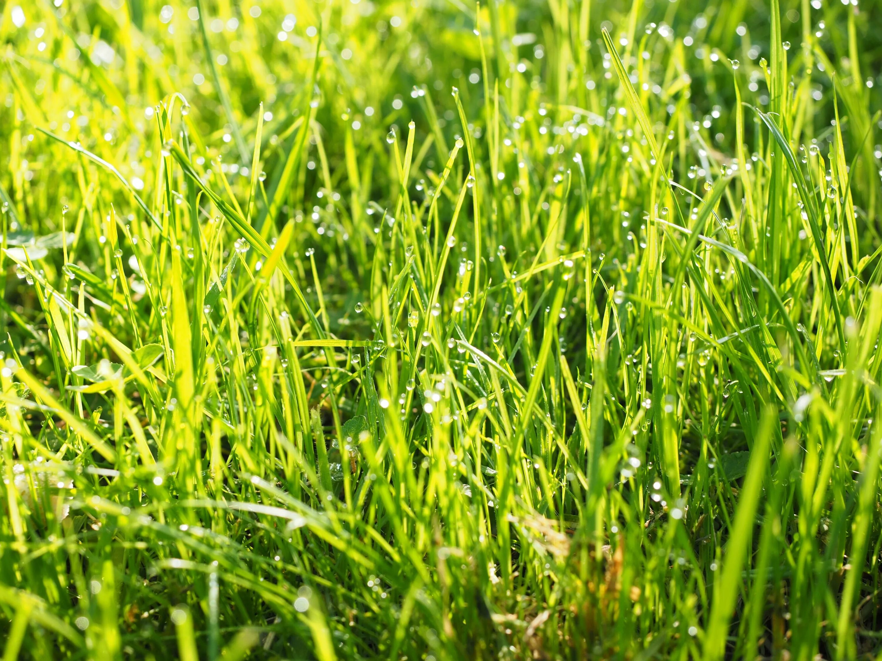 Картинка травы. Трава. Зеленая трава. Мелкая травка. Изображение травы.