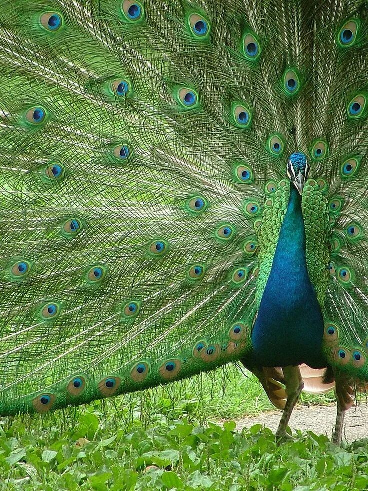 National bird. Павлин (Pavo cristatus). Павлин бронзовый Буфорда. Павлин - Peacock. Бирманский зеленый Павлин.