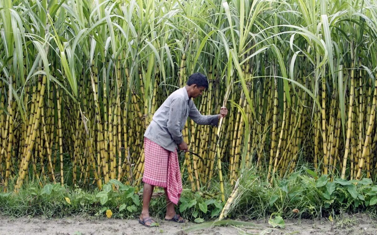 Культура и где растет. Куба сахарный тростник плантации. Плантация сахарного тростника в Индии. Сельское хозяйство Бразилии сахарный тростник. Сахарный тростник в Индии.