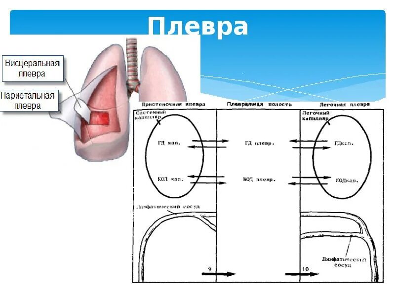 3. Пункция реберно диафрагмального плеврального синуса. Париетальный листок плевры. Строение плевры. Висцеральная плевра легких анатомия.