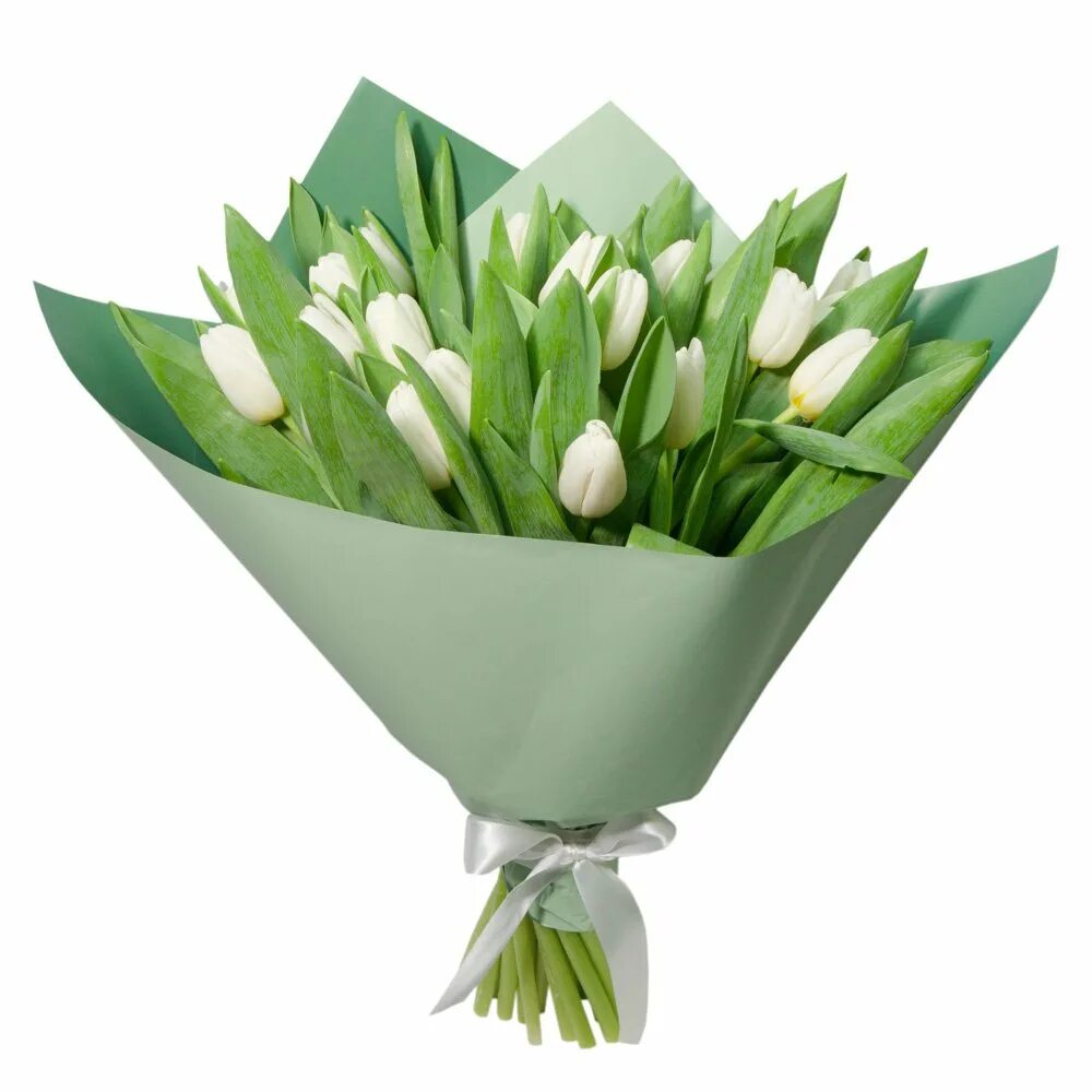 Букет из 15 белых тюльпанов. Белые тюльпаны в упаковке. Белые тюльпаны букет. Белые тюльпаны в упаковке. Белые тюльпаны букет.