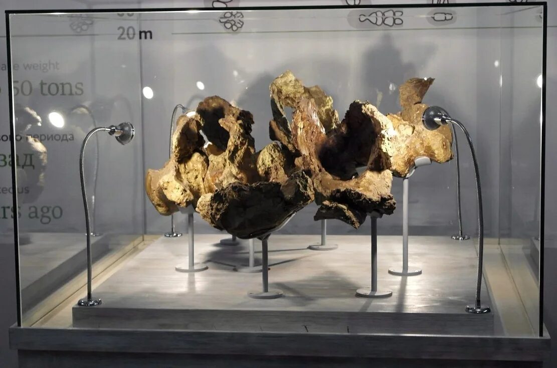 Sibirotitan astrosacralis. Sibirotitan astrosacralis. Динозавры обитавшие в сибири. Сибиротитан фото. Останки динозавров в россии.