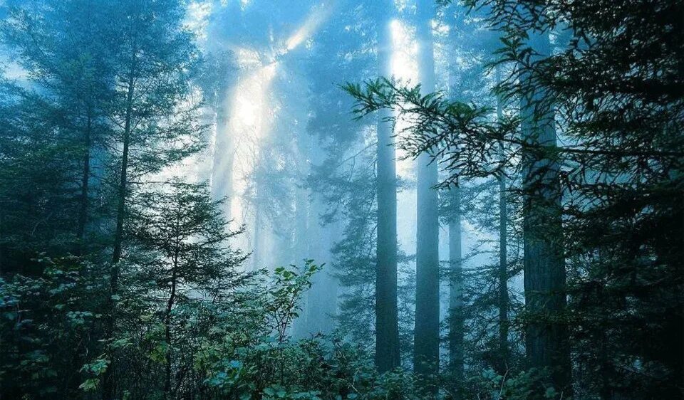 Глубокий лес. Эстетичный лес. Один в лесу. Ельшанский овраг тоннели. Человек в туманном лесу.