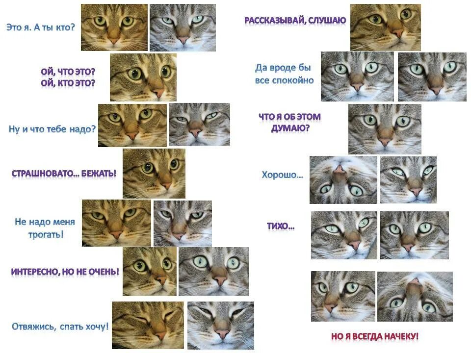 Как определить вид кота. Определить породу кошки. как понять какой породы котенок. как по котенку определить породу. порода кошек по глазам.