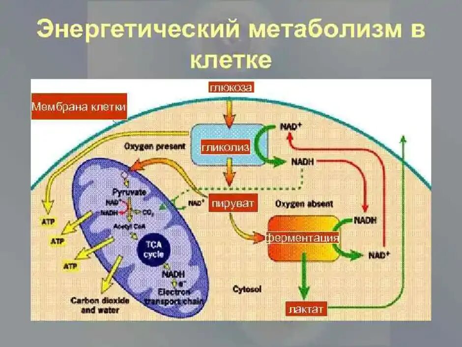 Этапы движения клетки. Метаболизм схема 10 класс биология. Схему катаболизма эукариотической клетки. Энергетический обмен схема ЕГЭ.