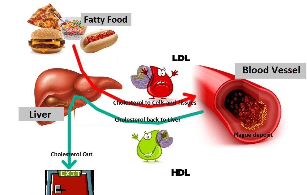 Куриная печень холестерин. Cholesterol Liver and food. Cholesterol Maket. Анализ крови гомеостаз холестерол.