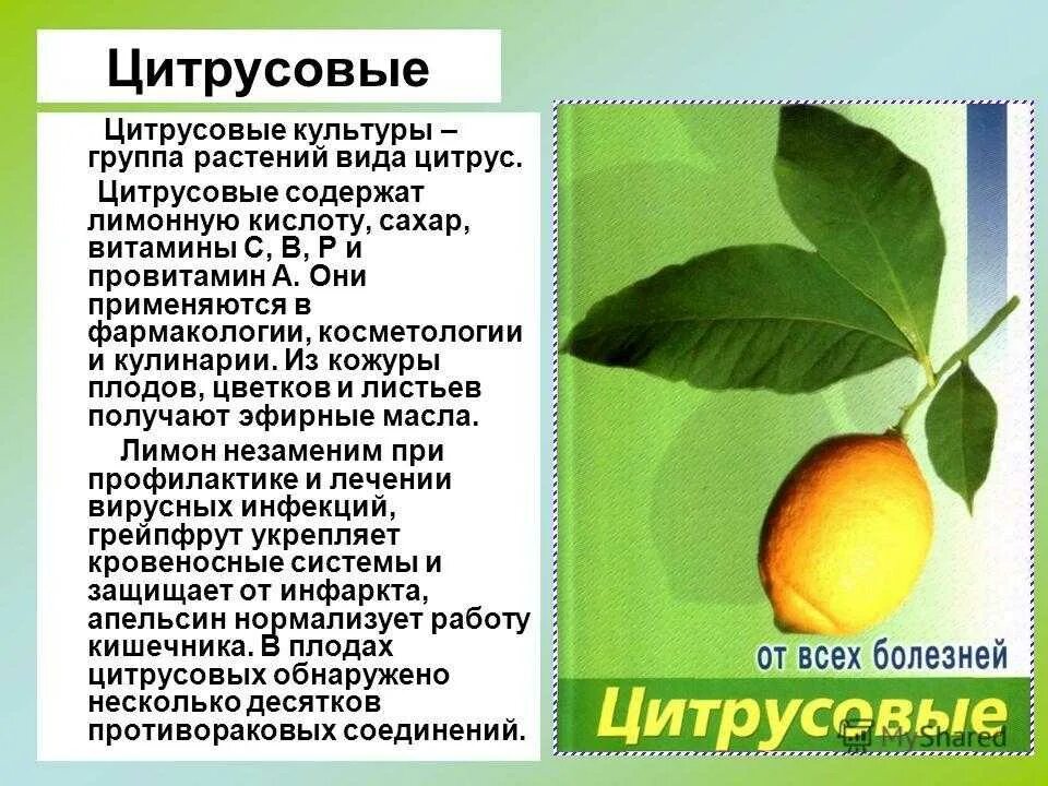 Можно ли цитрусовые при температуре. Лимон описание растения. цитрусовые культуры. доклад о лимоне. цитрусовые растения список.
