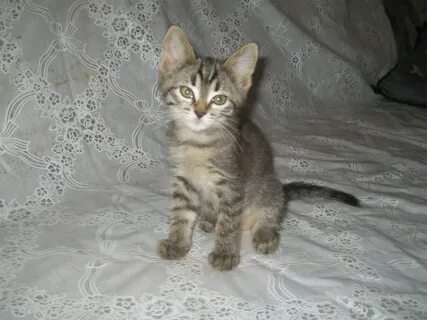 Котенок 2 месяца форум