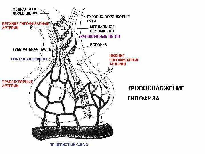 Кровоснабжение гипофиза анатомия. Кровоснабжение гипоталамо-гипофизарной системы. Кровоснабжение гипофиза схема. Гипоталамо-гипофизарная система иллюстрация.