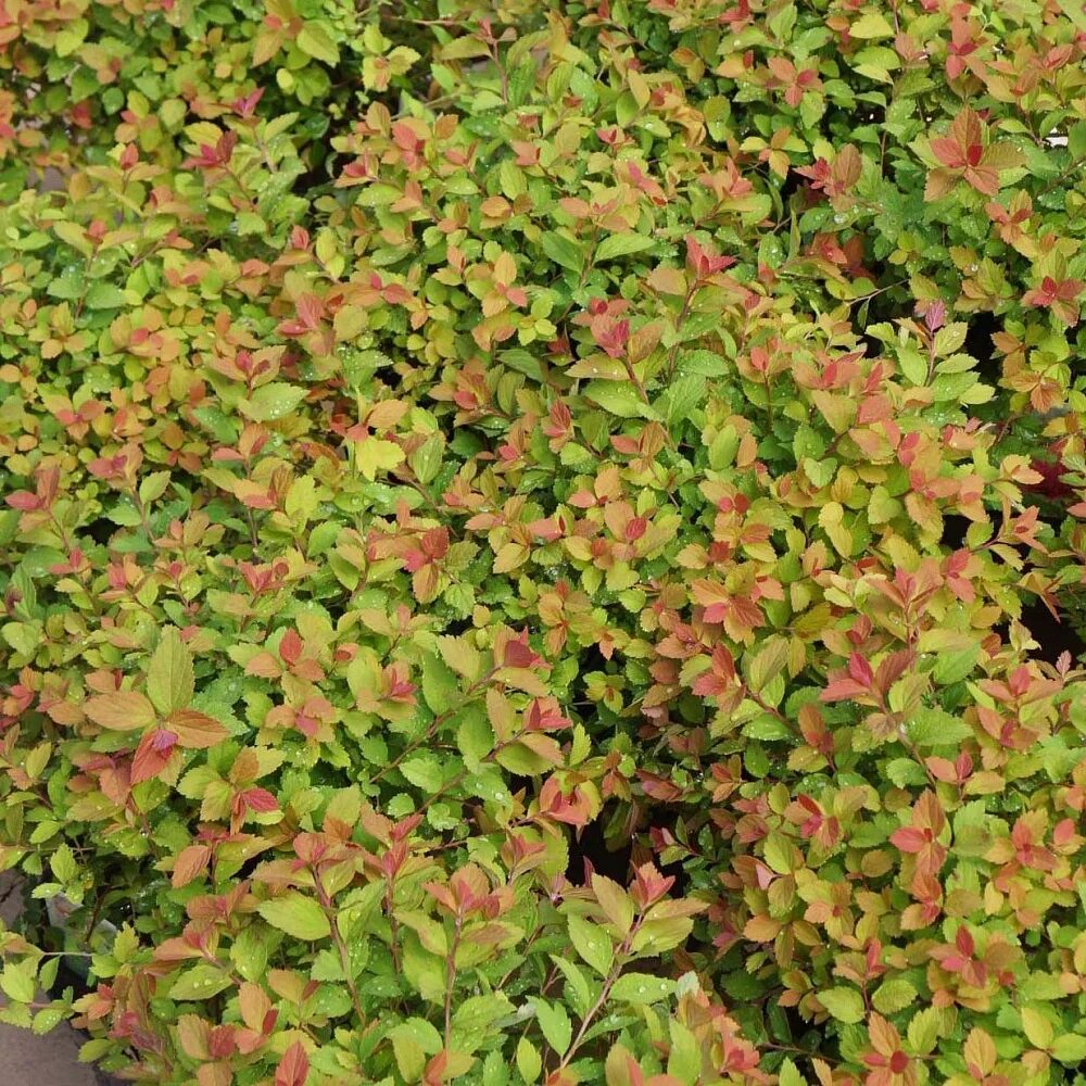 Спирея спарклинг. Spiraea japonica 'sparkling champagne'pbr. Спирея спарклинг шампань. Спирея японская froebelii. Спирея шампань фото и описание.
