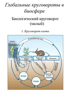 Круговорот в биосфере