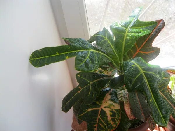Кротон опустил листья. Кротон миссис айстон. паутинный клещ на кротоне. кротон эбурнеум. кротон ржавые листья.