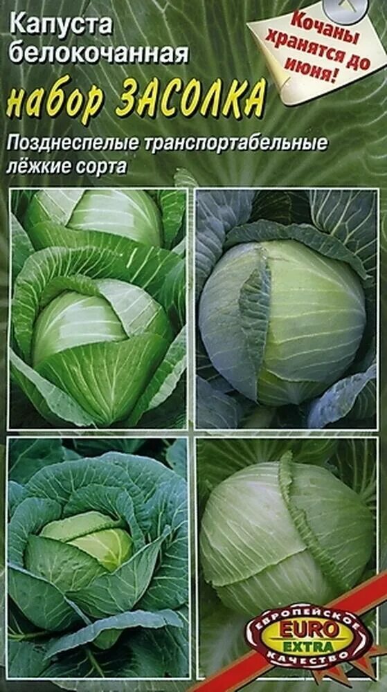 Лучшие сорта капусты для засолки и квашения. Засолочные сорта капусты белокочанной. позднеспелая белокочанная капуста. сорта капусты для засолки и квашения. капуста для засолки сорта.