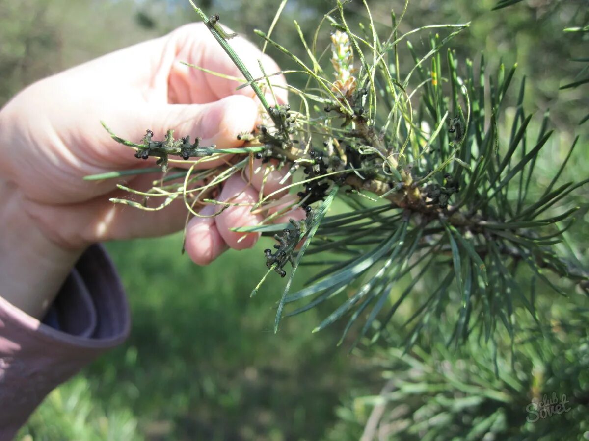 Soft scales of spruce and pine - MSU Extension