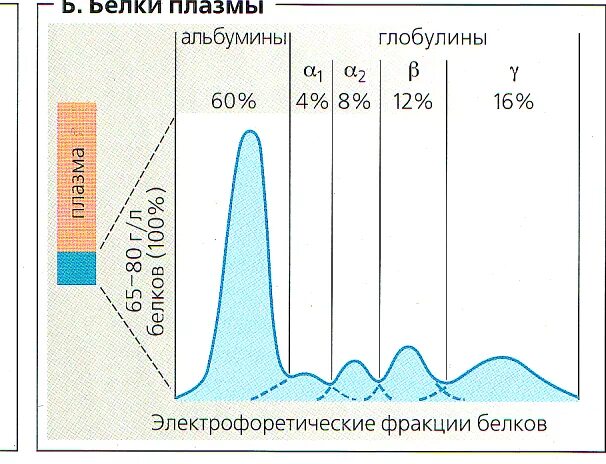 Фракции белков норма. Фракции белков плазмы. Белковые фракции крови и их функции. Основные белковые фракции сыворотки крови?. Белки и белковые фракции крови.