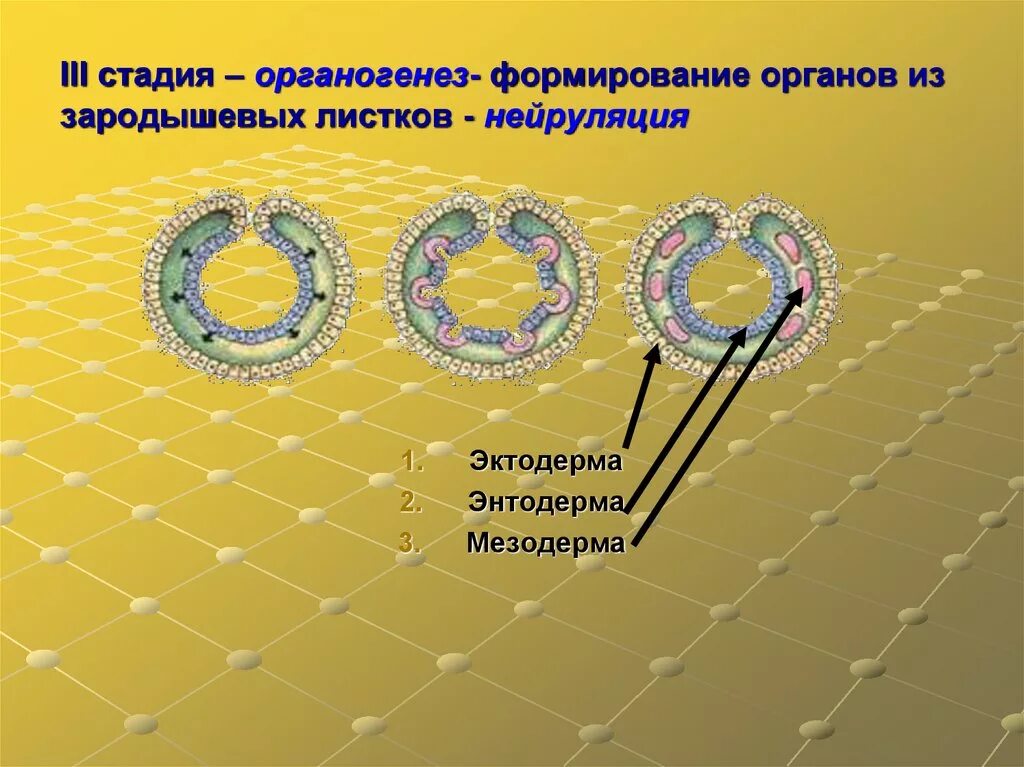Энтодерма формирование органов. Мезодерма зародышевый листок. эктодерма мезодерма энтодерма зародыша. мезодерма эмбриология. зародышевые листки эктодерма энтодерма мезодерма.