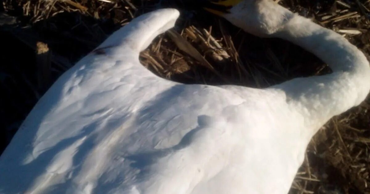 Не убивайте лебедей. Не убивайте лебедей