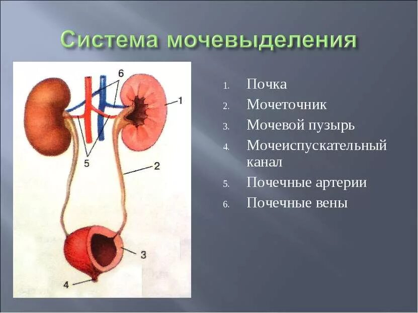 Мочевыделительная система мочеточники мочевой пузырь. Строение почки мочеточники мочевой пузырь мочеиспускательный канал. Почки мочеточники мочевой пузырь относятся к системе органов. Строение выделительной системы человека системы.