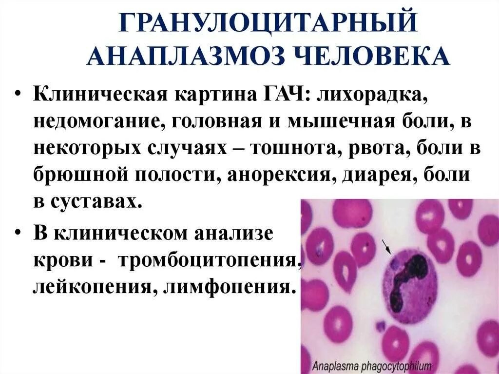 Моноцитарный эрлихиоз человека что это. Гранулоцитарный анаплазмоз симптомы. гранулоцитарный эрлихиоз. моноцитарный эрлихиоз.