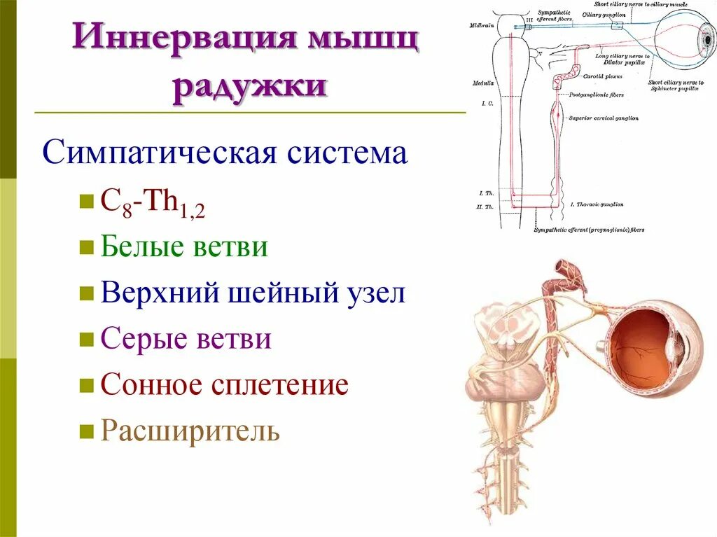 Расширение зрачка какой отдел. Вегетативная иннервация глаза схема. Симпатическая иннервация глазного. Симпатическая иннервация зрачка. Иннервация мышц Радужки.