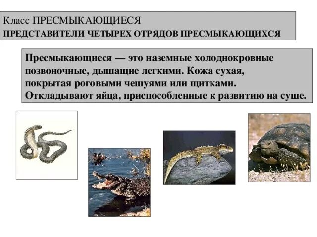 Почему пресмыкающихся относят к холоднокровным животным. Пресмыкающиеся теплокровные или нет. Холоднокровные виды. Класс пресмыкающиеся теплокровные или холоднокровные. Почему пресмыкающихся относят к холоднокровным животным.