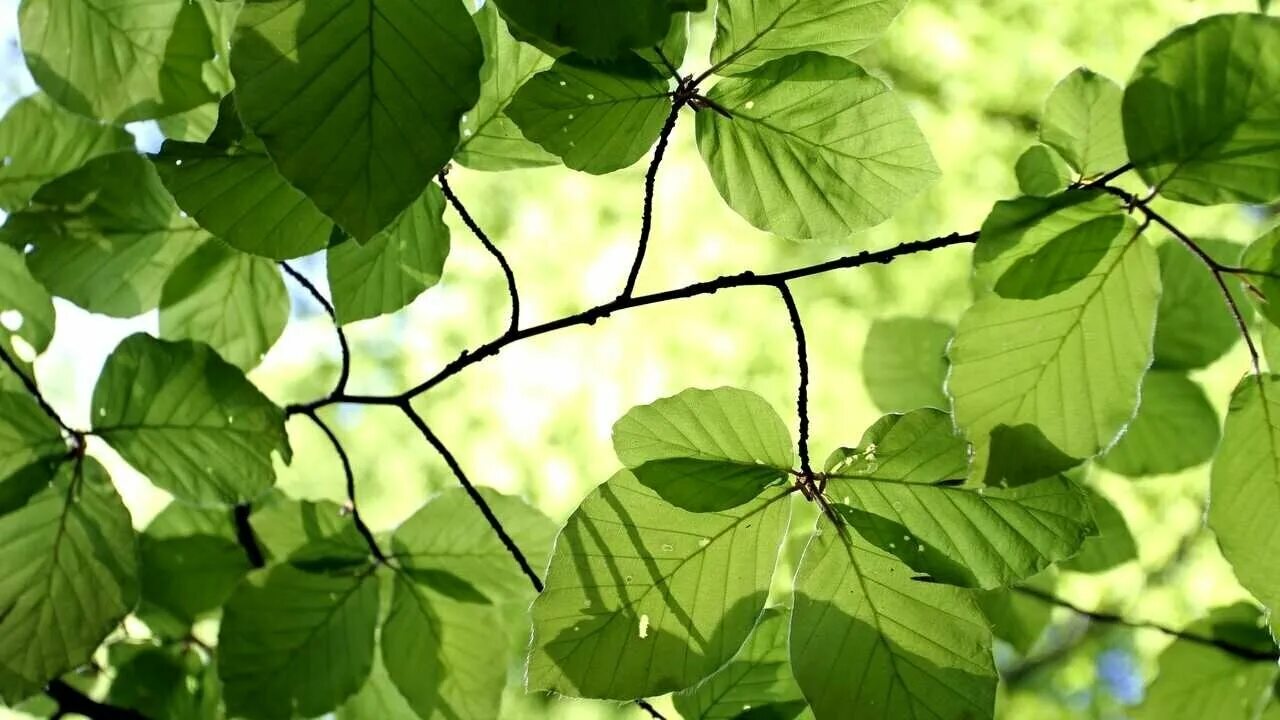 Листья деревьев Листья, Природоведение, Биология