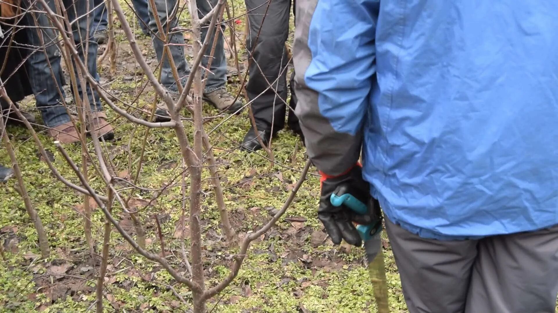 Обрезать абрикос осенью. Обрезка абрикосов осенью. Обрезать абрикос. Обрезка деревьев абрикос схема. Абрикос краснощекий формирование кроны.